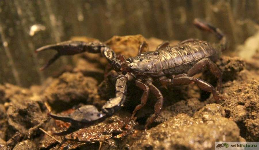 Дом скорпиона. Итальянский Скорпион Euscorpius italicus. Скорпионы в Сочи. Сочинский Скорпион. Скорпионы в Краснодарском крае.