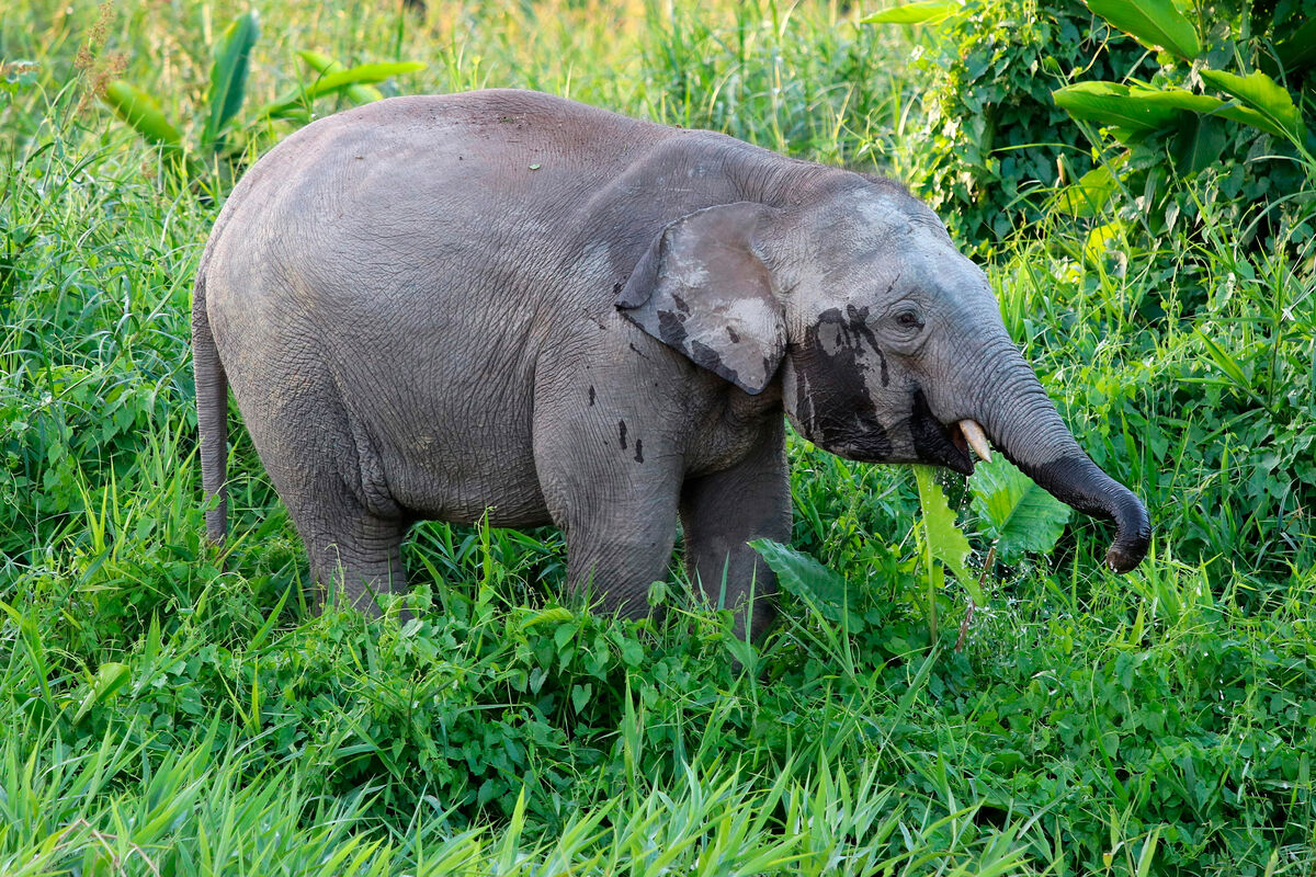 NHM: недавно признанный наукой борнейский слон оказался под угрозой вымирания