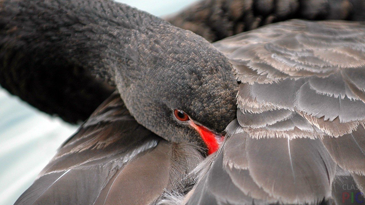  Зачем птицы прячут клюв под крыло