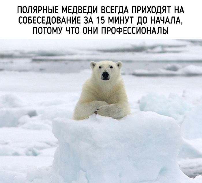 забавные факты о животных