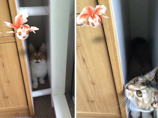 доказательство что животные видят покемонов