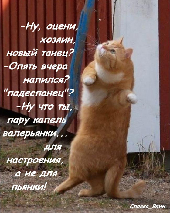 ДЕВЯТОЕ КОТЮЛЯ демотиваторы,животные,позитив,приколы,Смешные животные