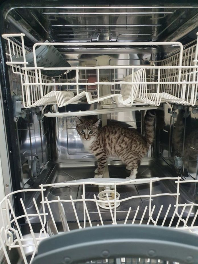 Без кота и жизнь не та