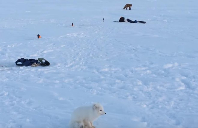 Песец вернулся и привел подругу: на этот раз животные чуть не украли снегоход