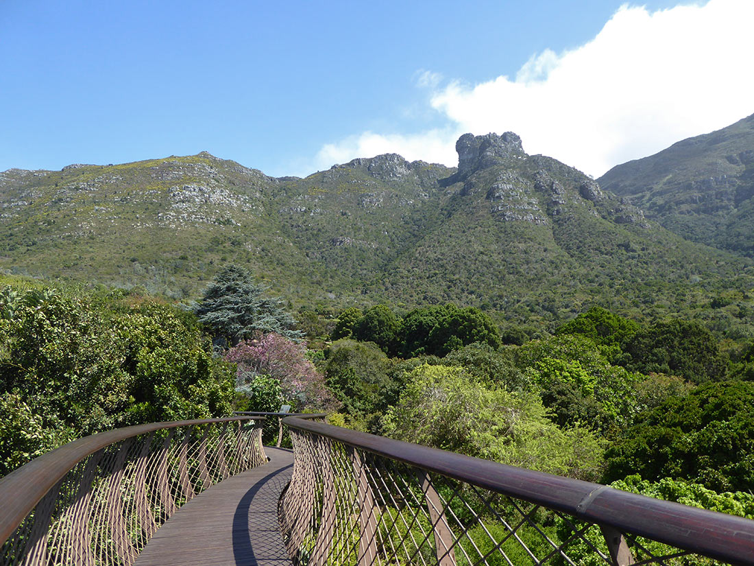 Сказочная дорога над деревьями — одно из самых уникальных мест в Кейптауне Сказочная дорога над деревьями — одно из самых уникальных мест в Кейптауне авиатур
