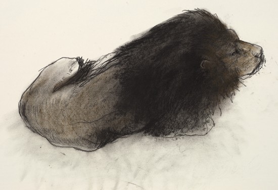 Ян ван дер Коои Ян ван дер Коои