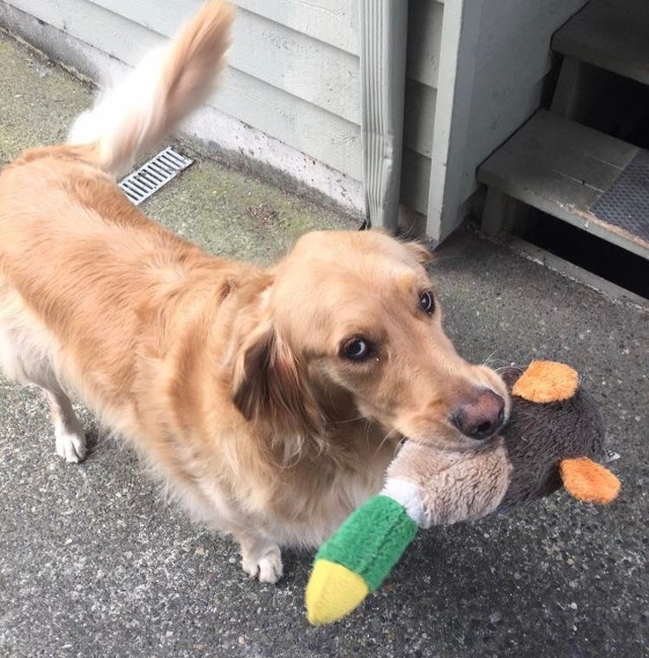 17 доказательств того, что мы не заслуживаем собак 17 доказательств того, что мы не заслуживаем собак супер