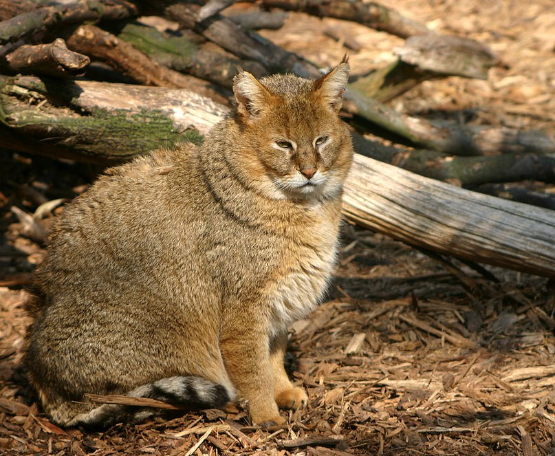 Ловкость кошки, жирность пирожного-картошки.