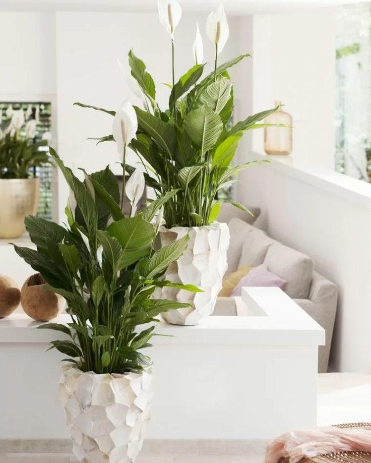 7 комнатных растений, помогающих забеременеть растение, чтобы, цветок, нужно, можно, забеременеть, любит, будет, ребенка, зачатия, лучше, женщины, именно, температуре, считается, говорят, могут, может, точно, предпочитает