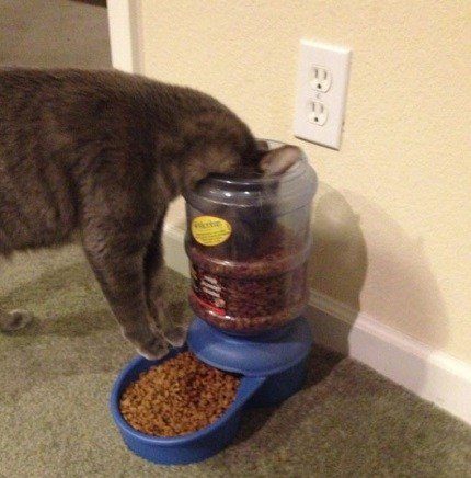 Кошки, которые разучились правильно ест