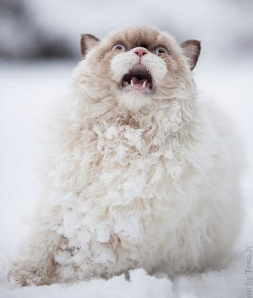 Бурная реакция на первый снег животные,снег,юмор и курьезы