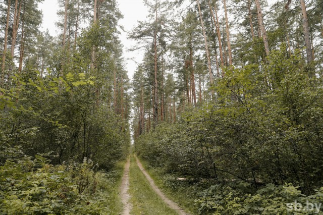 Более чем в 90 районах Беларуси введены ограничения на посещение лесов.