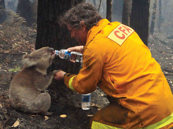 Коалы пьют воду только в периоды длительных засух австралия, коала, спасение