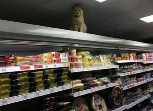 Прикольные и очень прикольные картинки (54 шт)