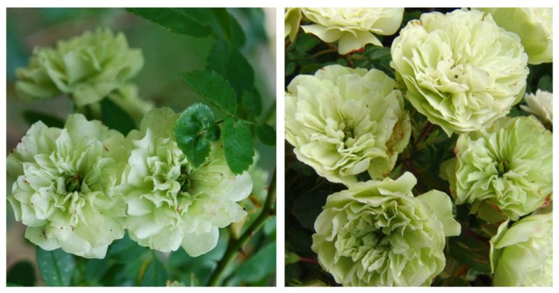 10 самых красивых Зеленых Роз можно, выглядят, прекрасно, зеленые, выращивать, использовать, украшения, оттенок, зеленой, зеленый, имеет, могут, которые, символизирует, зеленая, зеленых, также, садах, зеленого, РоузЭта