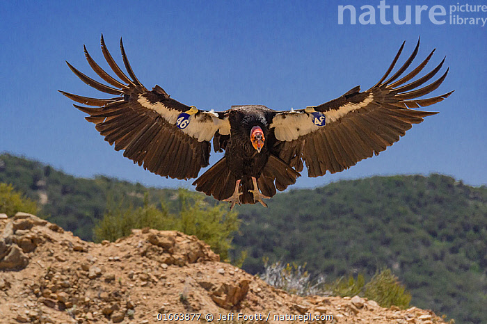Это калифорнийский кондор одним взмахом крыла сметает все устоявшиеся в науке представления о партеногенезе у птиц. 