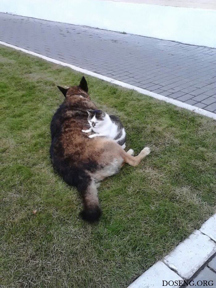 Прикольные картинки