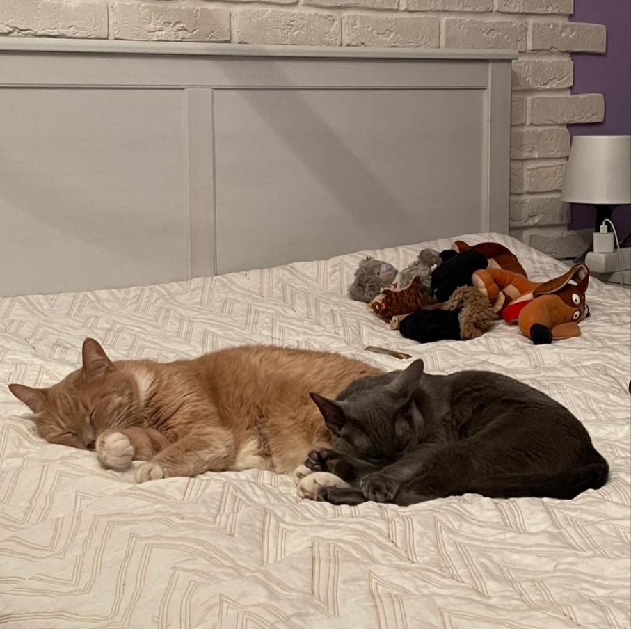 Кира и Тиша очень любят друг друга и всегда спят вместе.