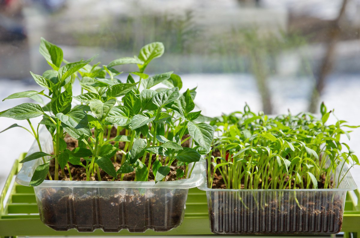 Накормите рассаду правильно!