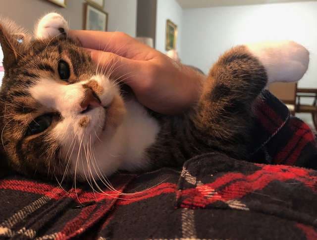 Благодарный кот всюду следует за хозяином, и даже на фото с выпускного вы увидите его пушистую морду