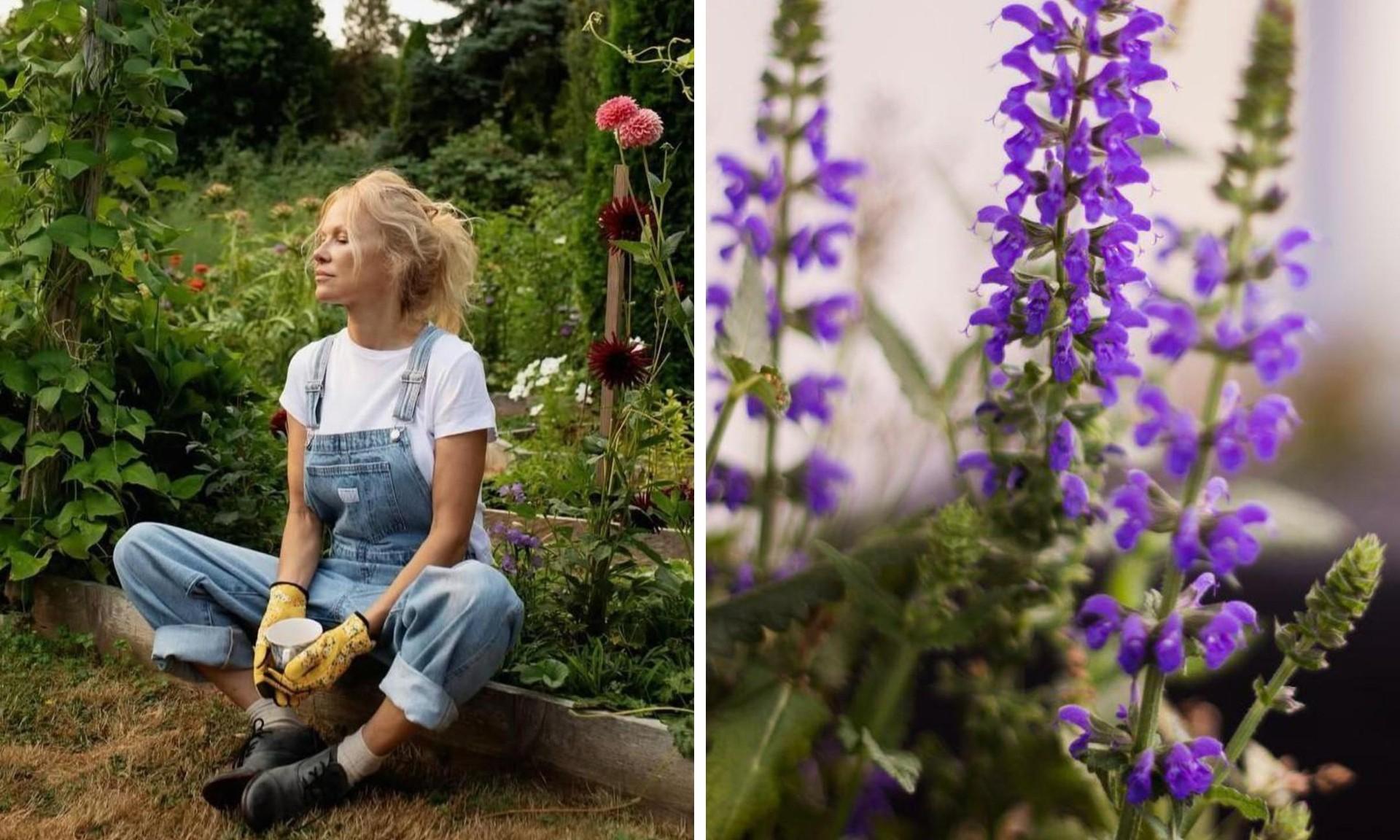 Не только ипомея и шалфей: список запрещенных на даче растений
