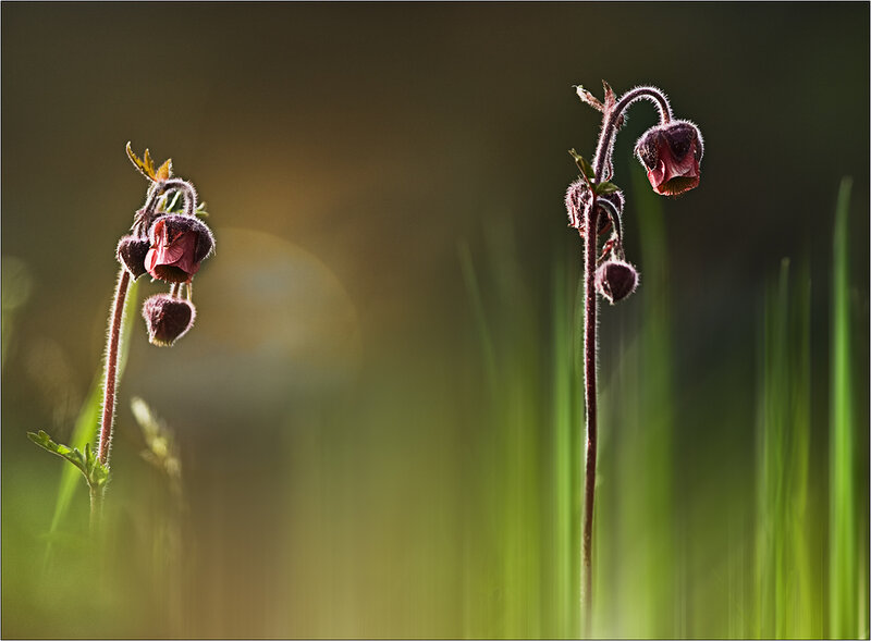 Фотограф Кристин Эллджер (Christine Ellger). Цветы