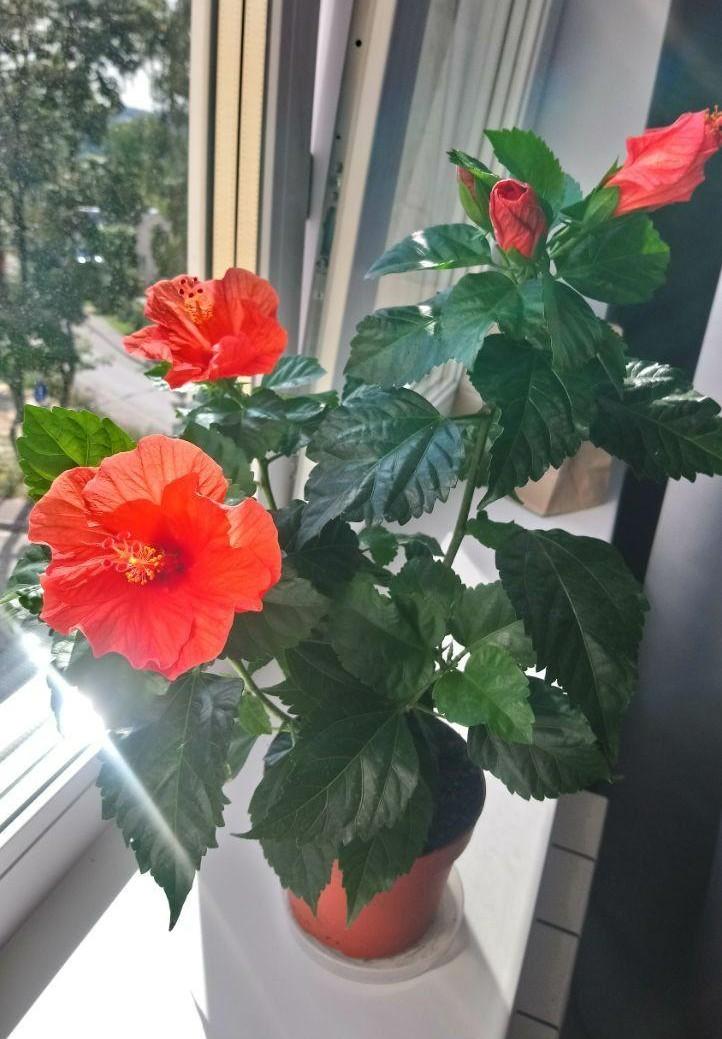 7 комнатных растений, помогающих забеременеть растение, чтобы, цветок, нужно, можно, забеременеть, любит, будет, ребенка, зачатия, лучше, женщины, именно, температуре, считается, говорят, могут, может, точно, предпочитает