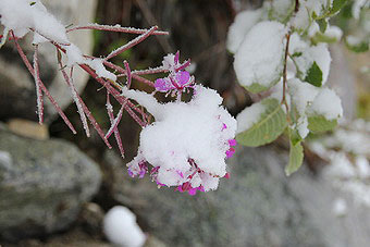 цветы и снег