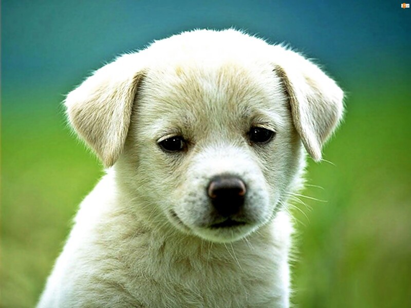 Назвать собаку Егор все равно, что назвать ребёнка Рэкс...