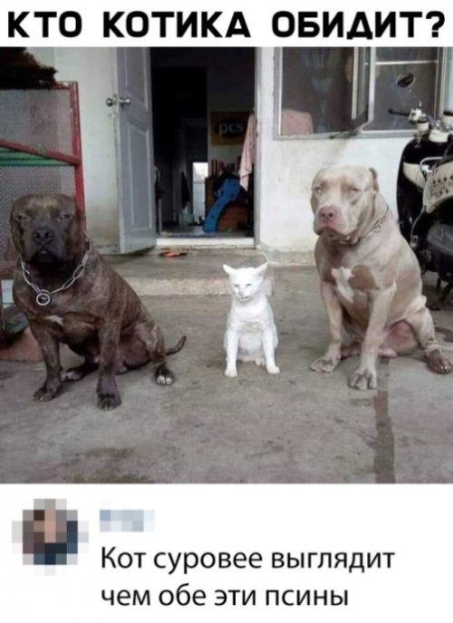 И снова прикольные картинки И снова прикольные картинки