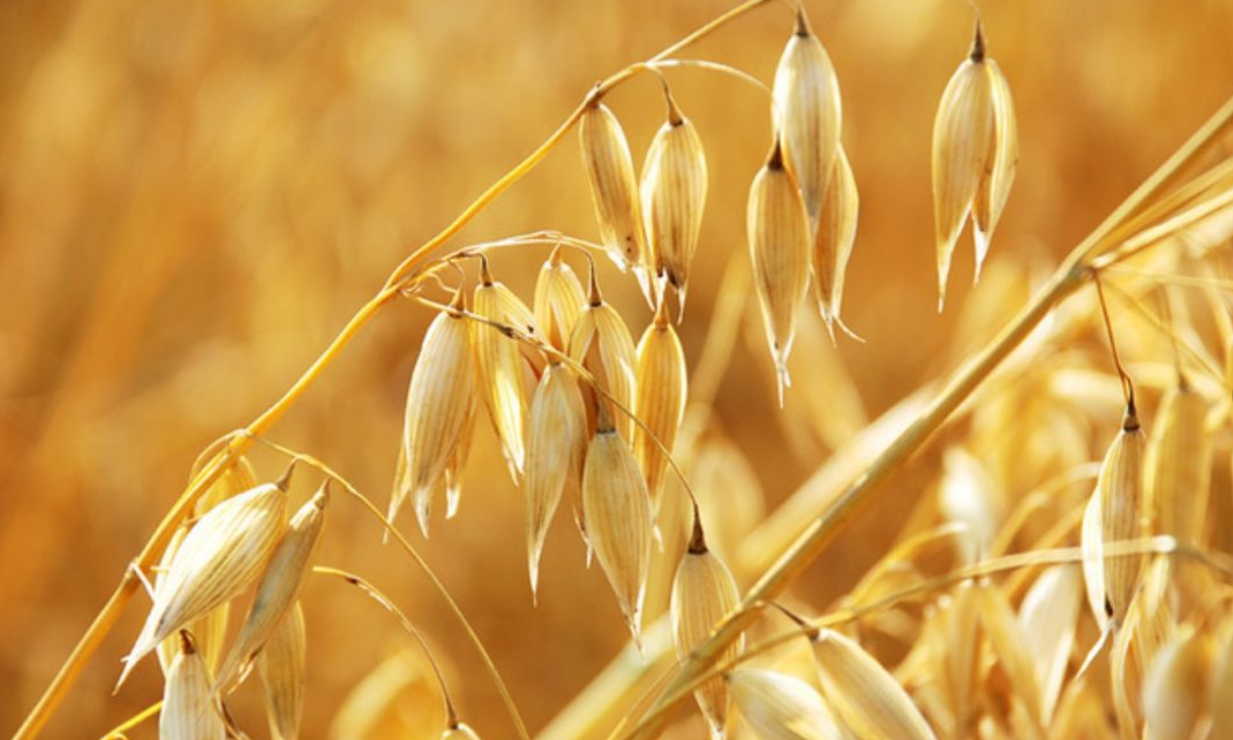 Сильное воспаление почек лечится легко! Подходит даже для беременных. История одного лечения