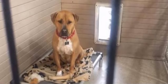 На протяжении нескольких лет пёс находится в приюте и никто не хочет его забирать