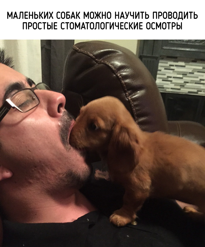 забавные факты о животных