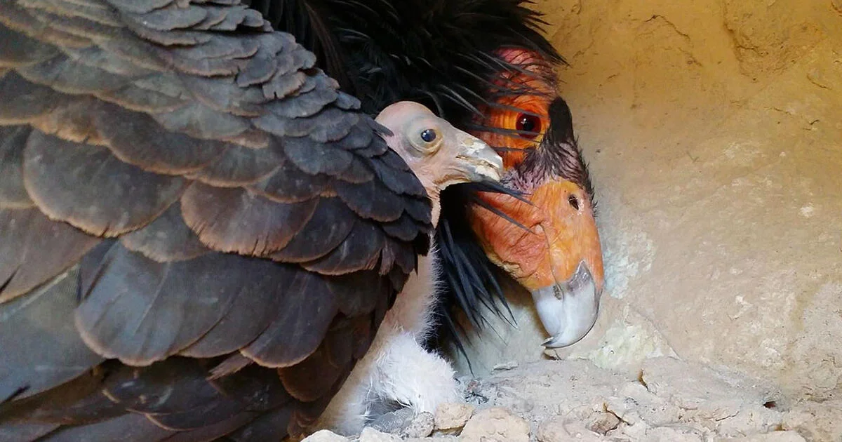 — Мама, а где наш папа? 
— Эм... Ну как тебе сказать...Я и мама, и папа.