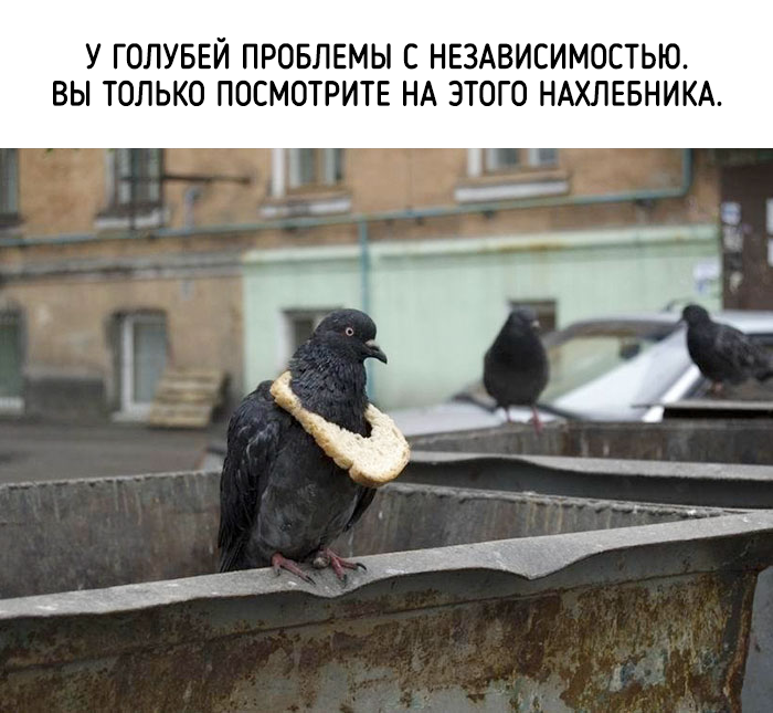 забавные факты о животных 