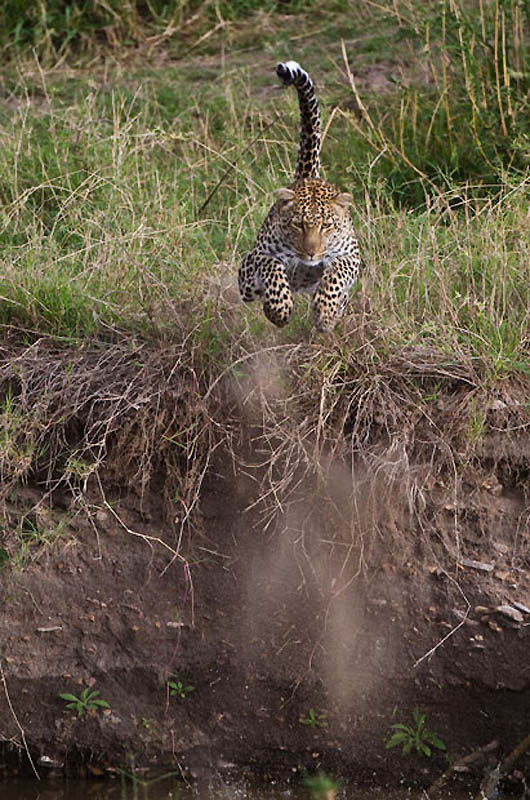 Фотография: Животные в полете №22 - BigPicture.ru