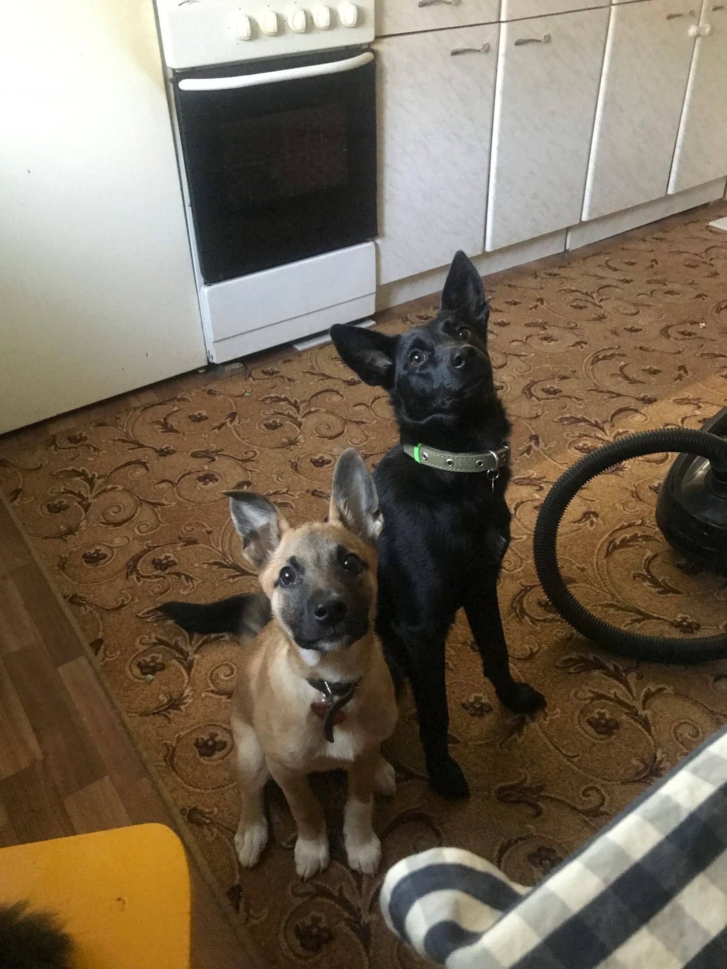 собаки в доме