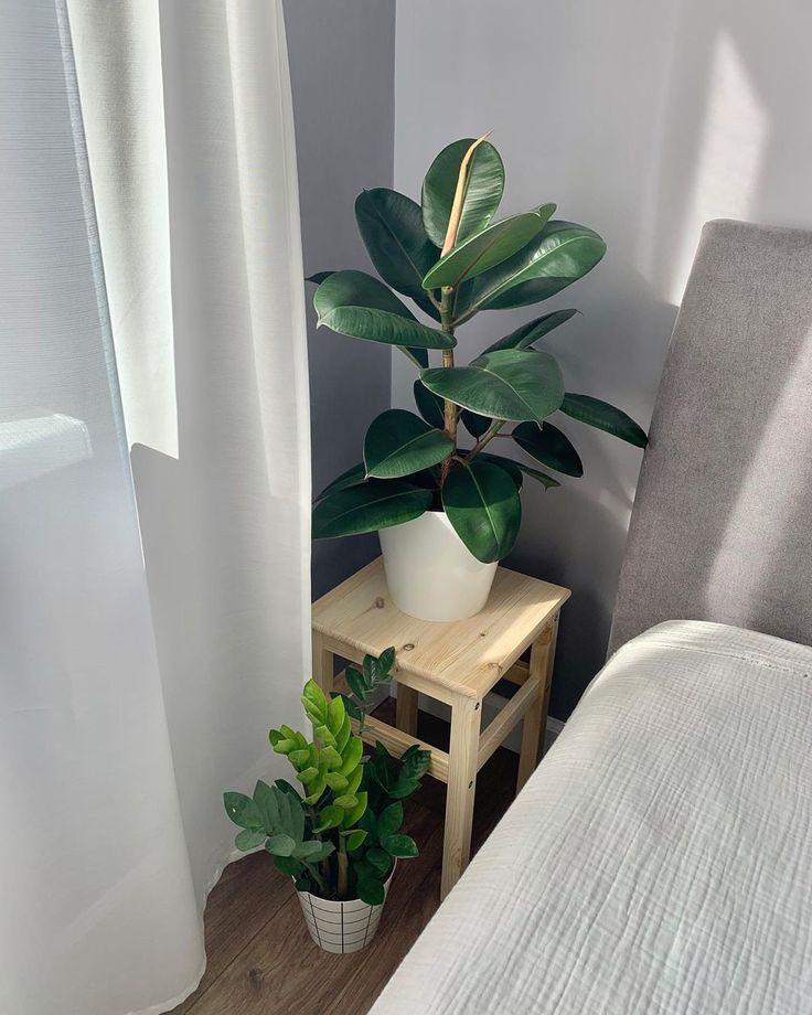 7 комнатных растений, помогающих забеременеть растение, чтобы, цветок, нужно, можно, забеременеть, любит, будет, ребенка, зачатия, лучше, женщины, именно, температуре, считается, говорят, могут, может, точно, предпочитает