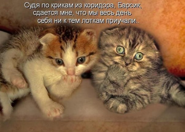 Картинки с надписями смешные с кошками и котятами