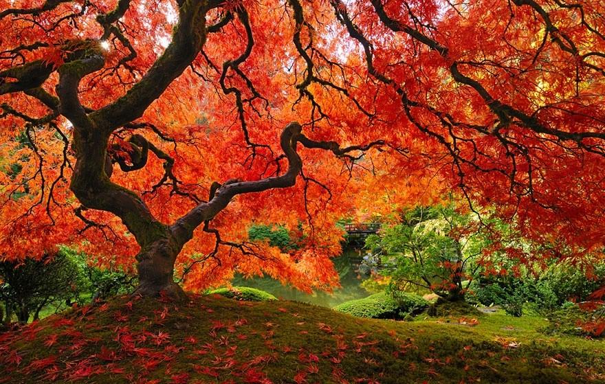 Яркие и необычные деревья со всего мира