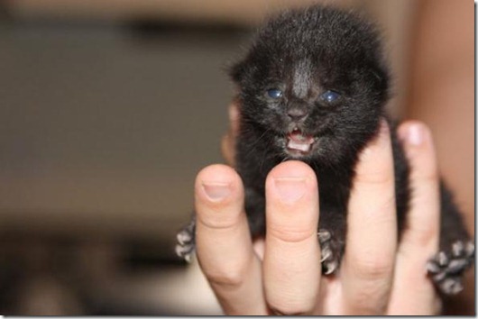 Полная Котовасия! Полная Котовасия! смешные картинки