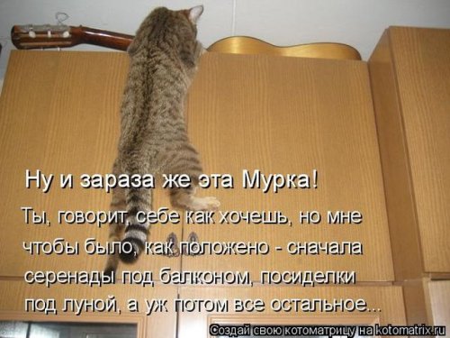 Новая котоматрица (36 фото)