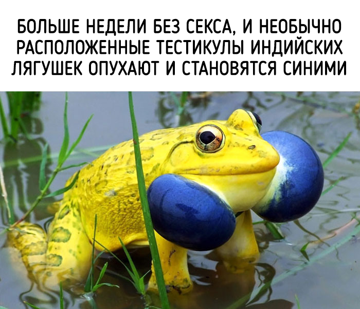 забавные факты о животных 