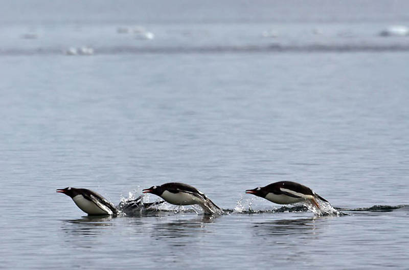 Фотография: Животные в полете №23 - BigPicture.ru