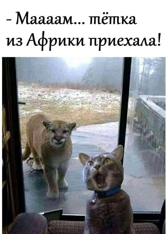 Юмор в картинках и без 