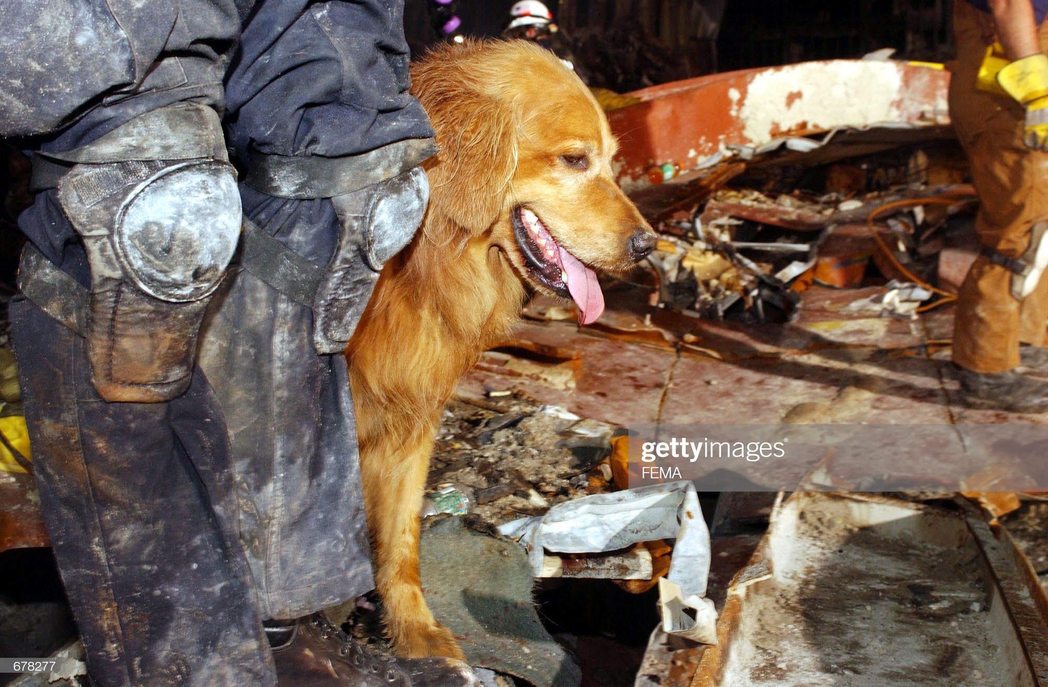 17 доказательств того, что мы не заслуживаем собак 17 доказательств того, что мы не заслуживаем собак супер