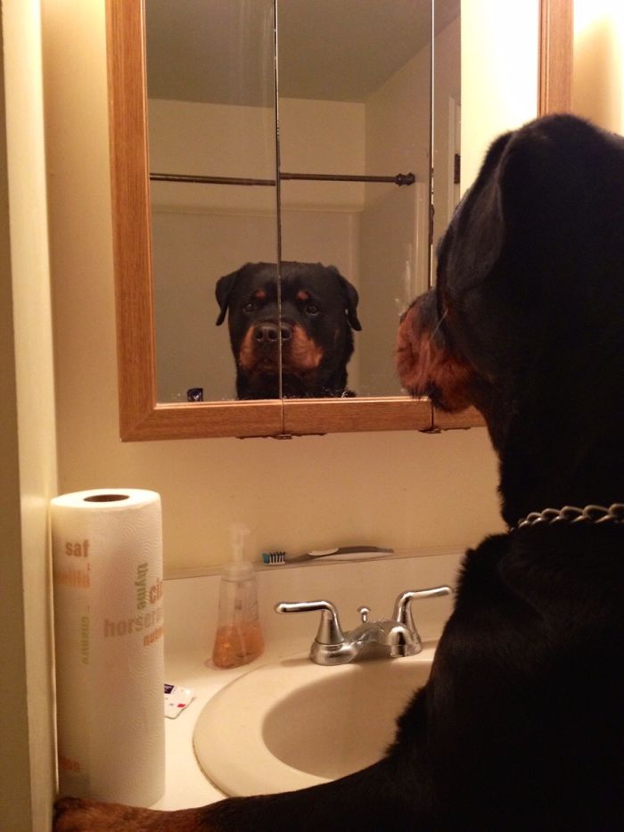 ротвейлер смотрит на себя в зеркало