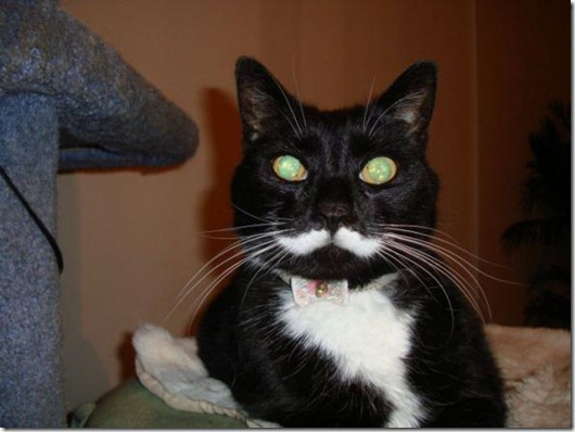 Полная Котовасия! Полная Котовасия! смешные картинки