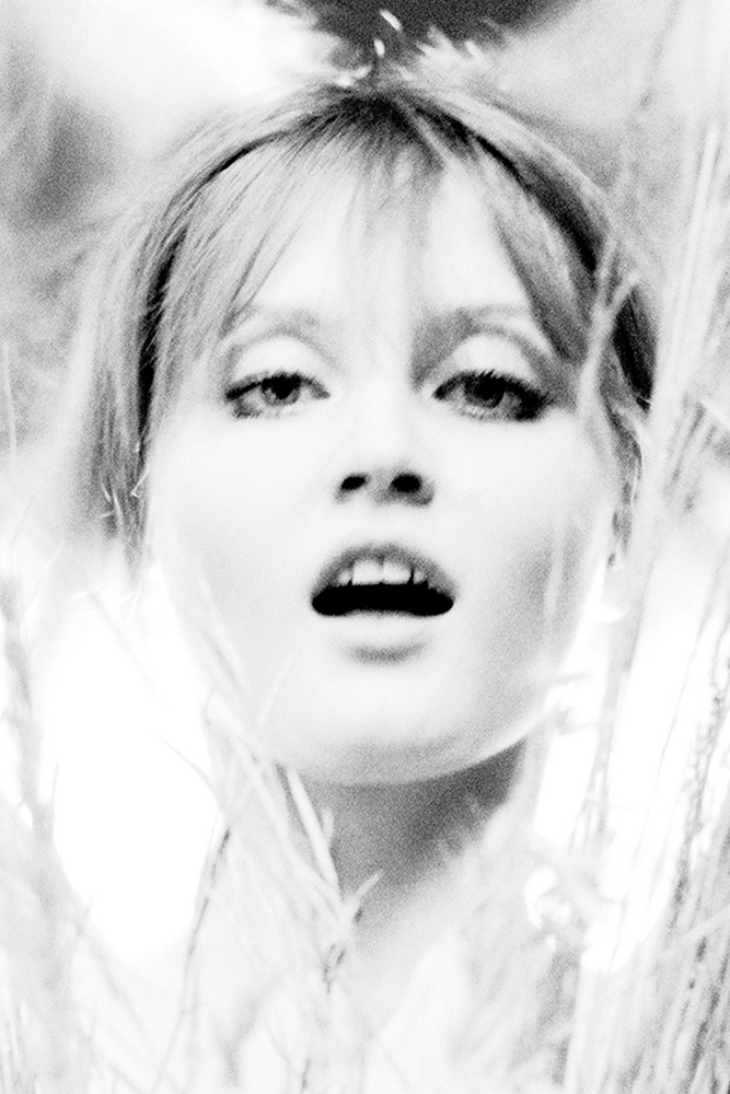 Птицы Британии 