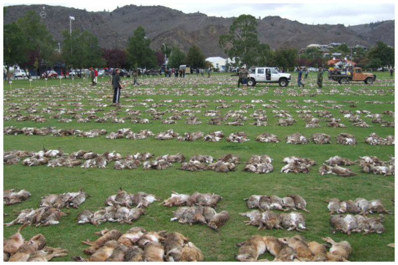 Знаете ли вы, что с середины 19 века по начало 20-го из завезенных в Австралию 24 кроликов их поголовье увеличилось до нескольких миллиардов? интересное, кролик, опасность, породы, факты